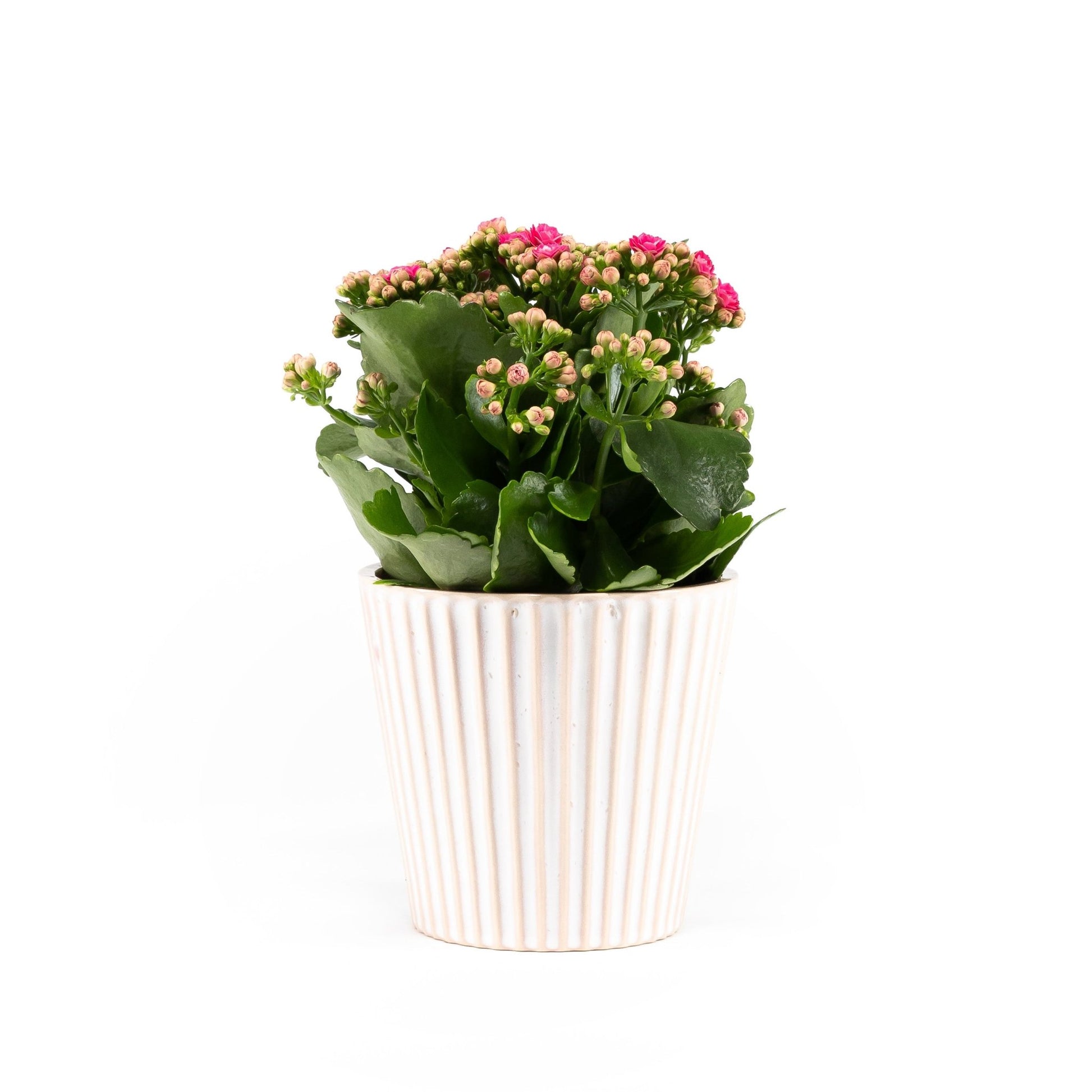 Kalanchoe 12cm in Hampshire Ceramic - Flowering The Horti House