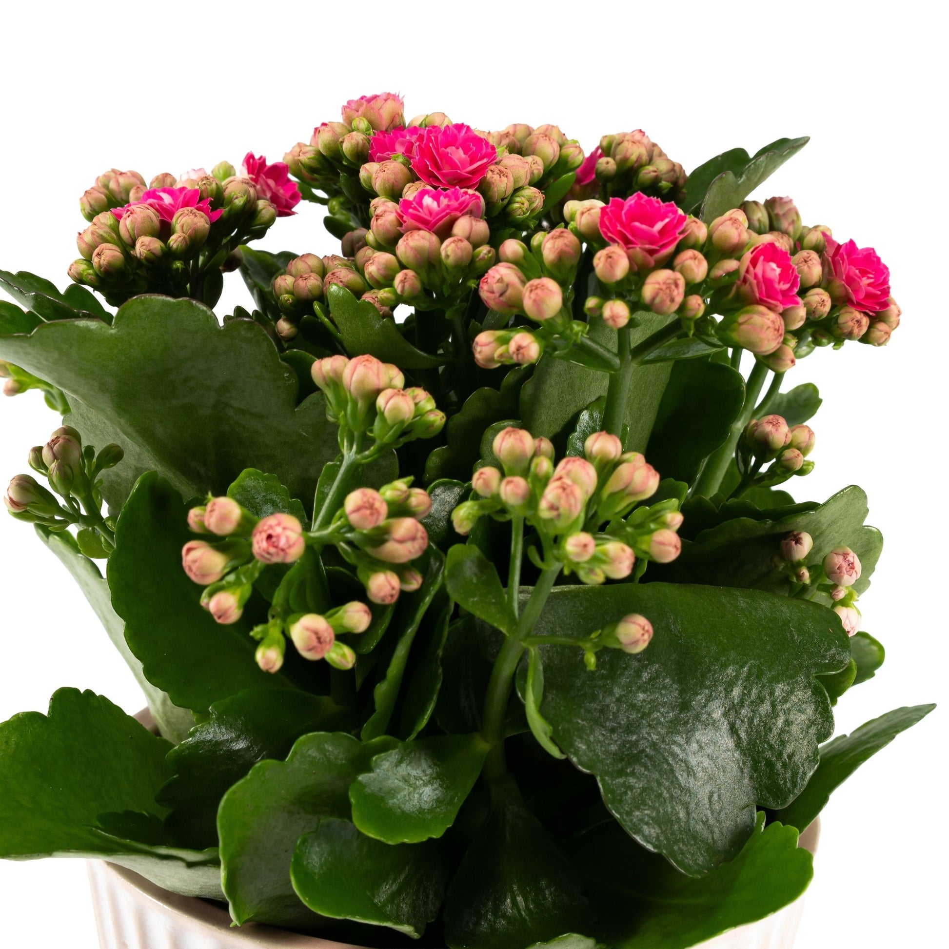 Kalanchoe 12cm in Hampshire Ceramic - Flowering The Horti House