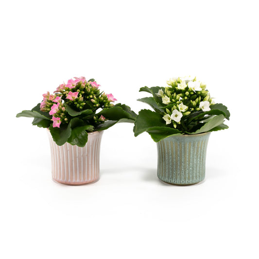 Kalanchoe 6cm in Hampshire Ceramic - Flowering The Horti House