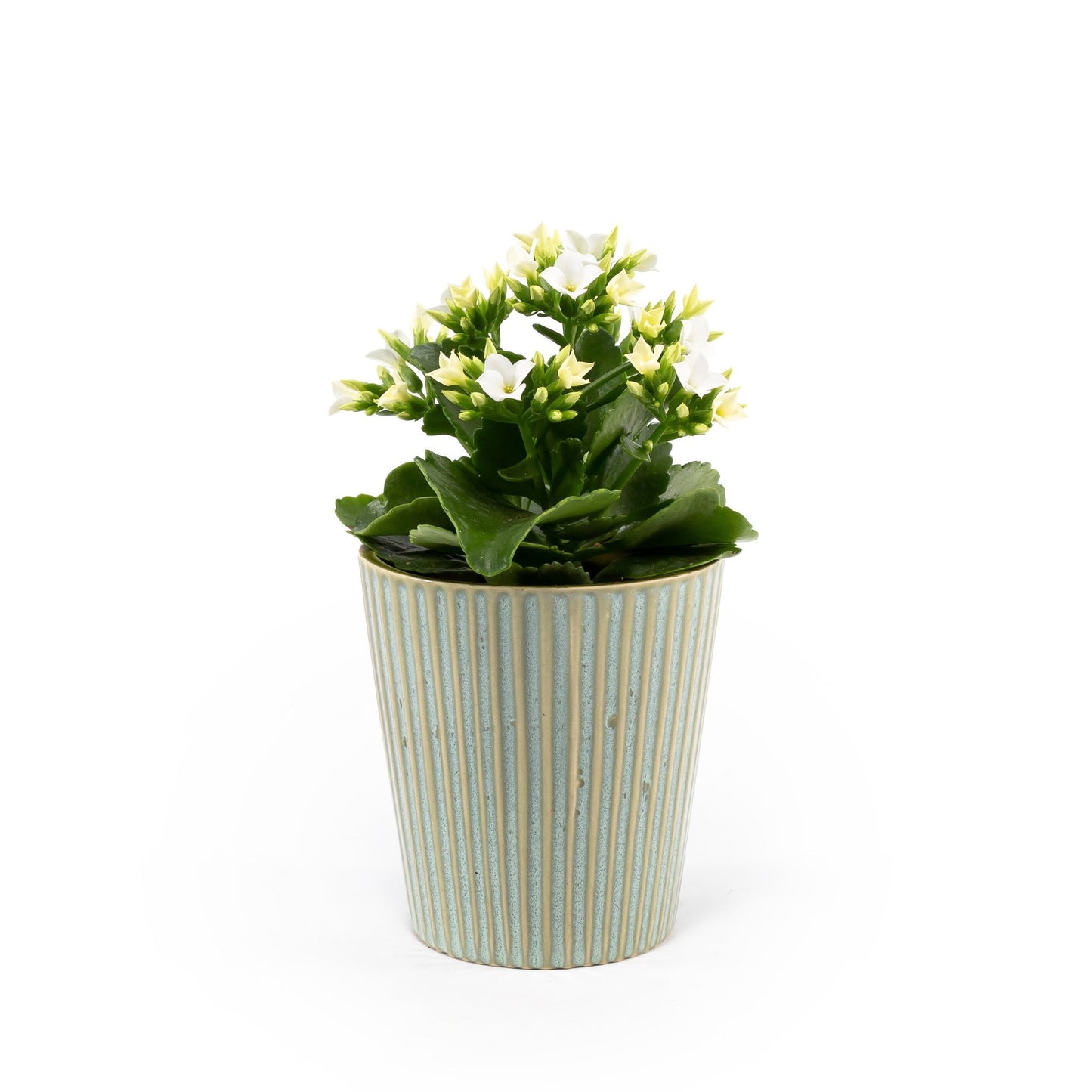 Kalanchoe 9cm in Hampshire Ceramic - Flowering The Horti House