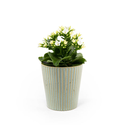 Kalanchoe 9cm in Hampshire Ceramic - Flowering The Horti House