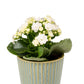 Kalanchoe 9cm in Hampshire Ceramic - Flowering The Horti House