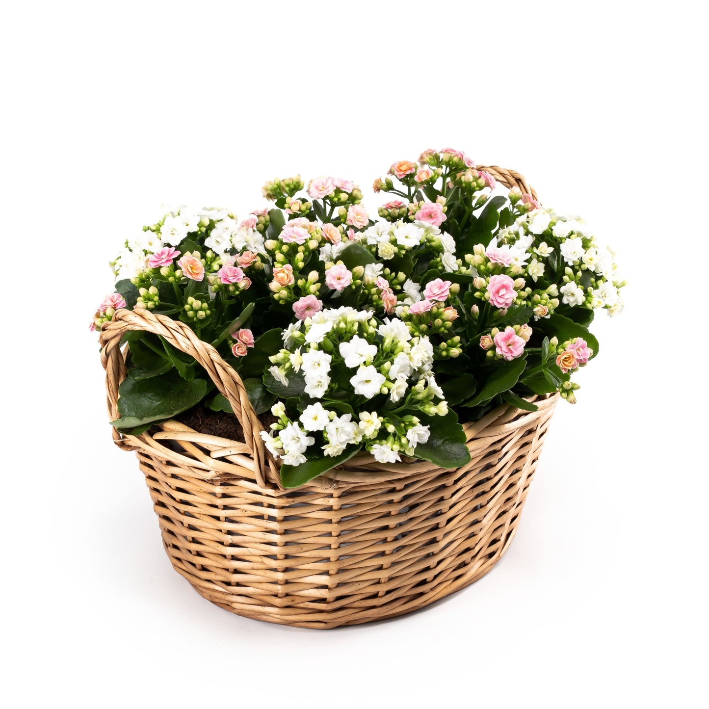 Large Flowering Gift Basket - Flowering The Horti House