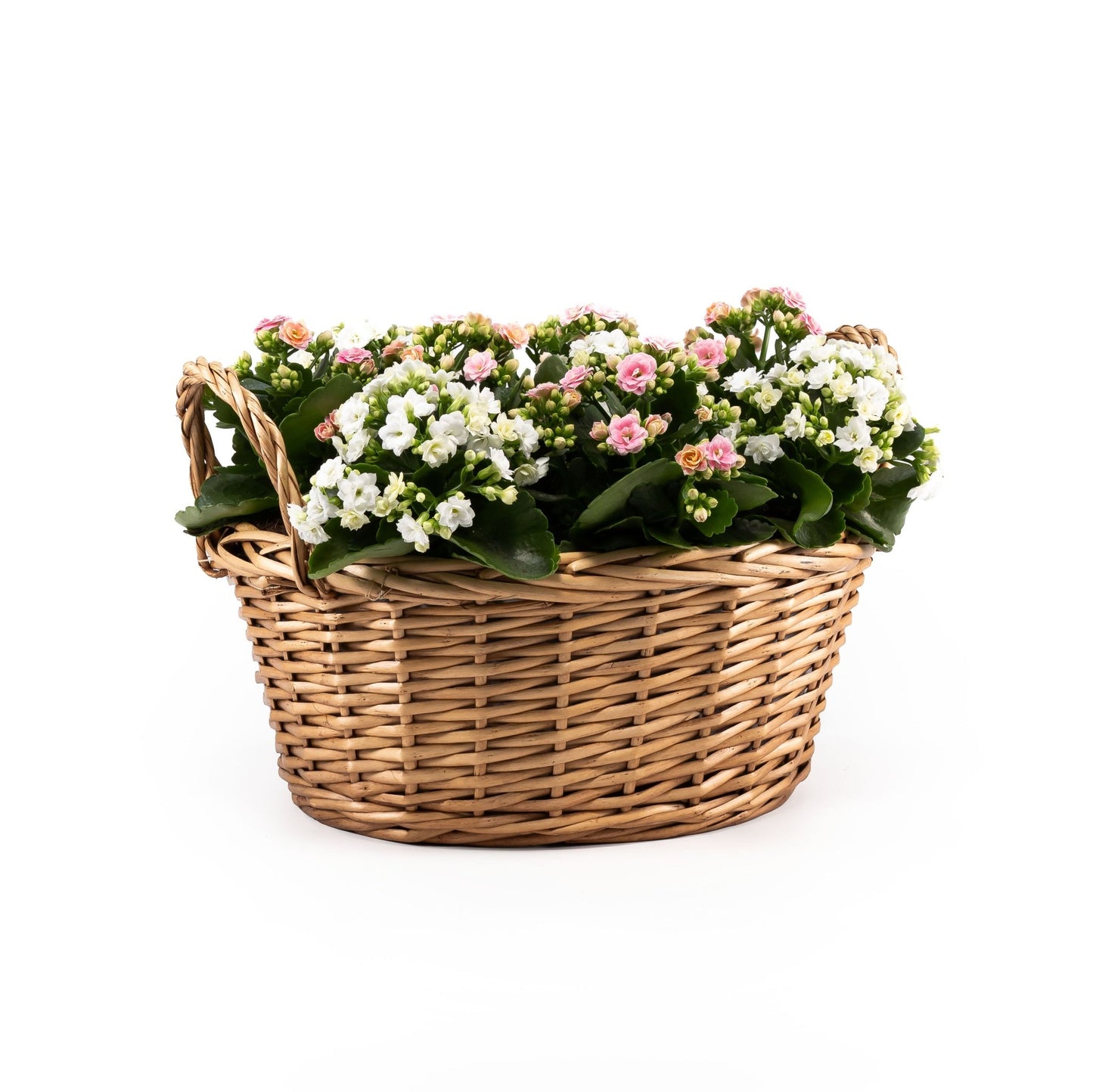 Large Flowering Gift Basket - Flowering The Horti House