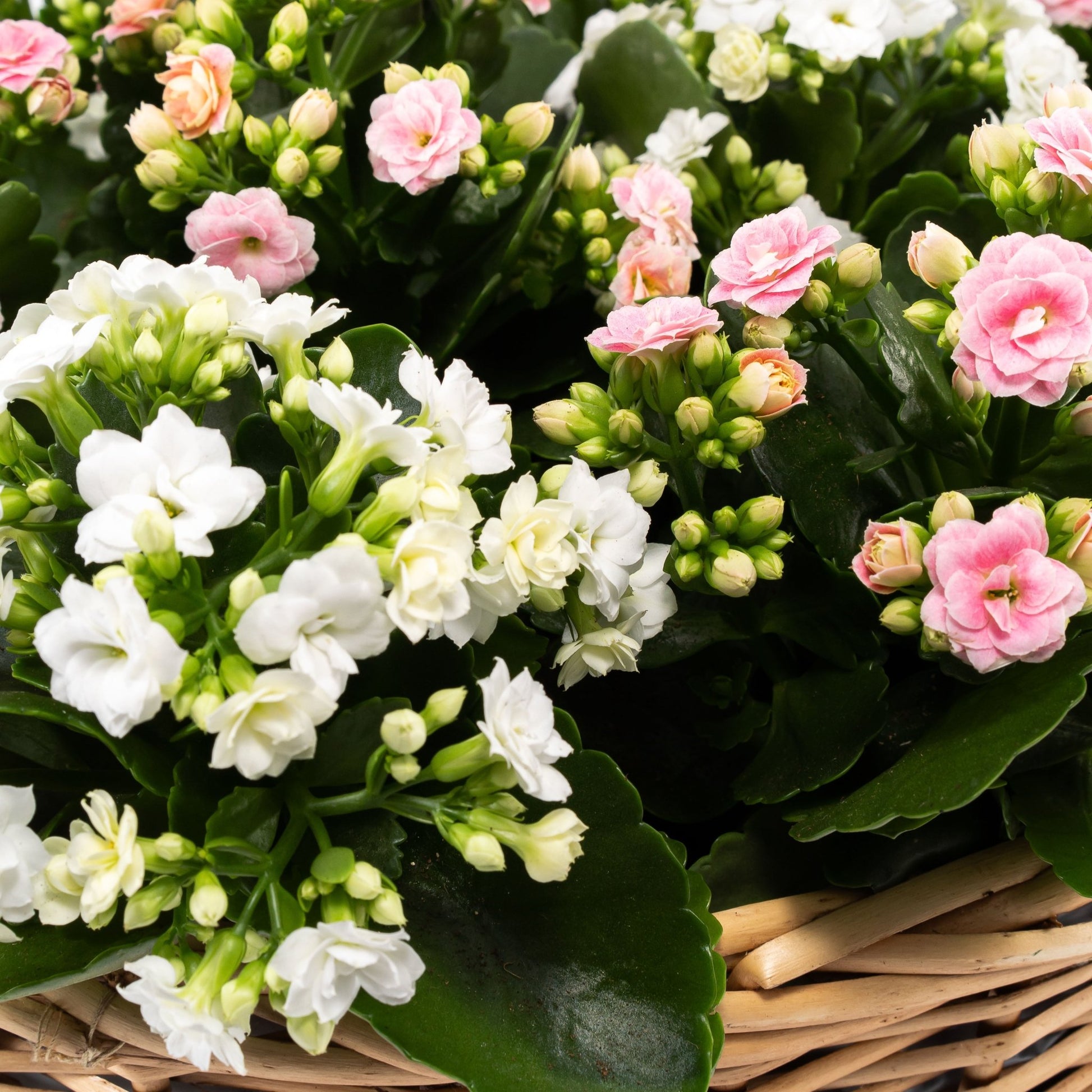 Large Flowering Gift Basket - Flowering The Horti House