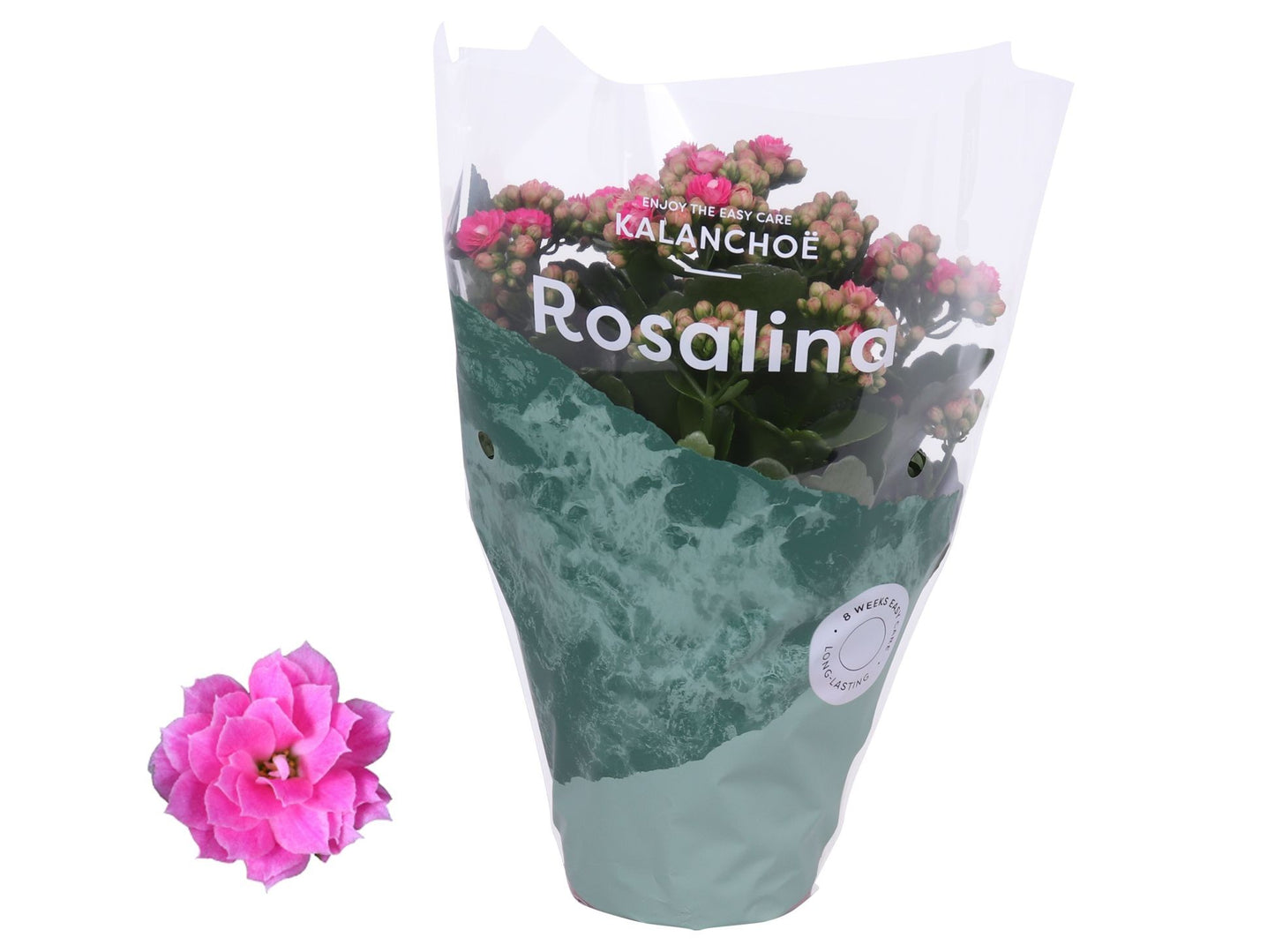 Kalanchoe 12cm Rosalina Pink