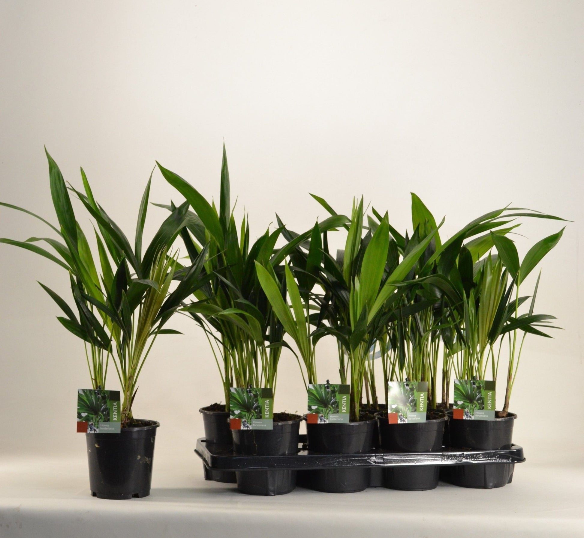 Kentia 13cm Howea Forsteriana - Green Plant The Horti House