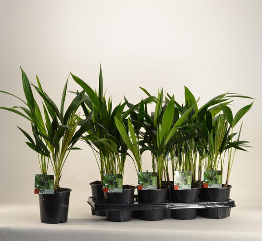 Kentia 13cm Howea Forsteriana - Green Plant The Horti House