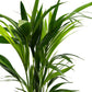 Kentia 19cm Forsteriana - Green Plant The Horti House