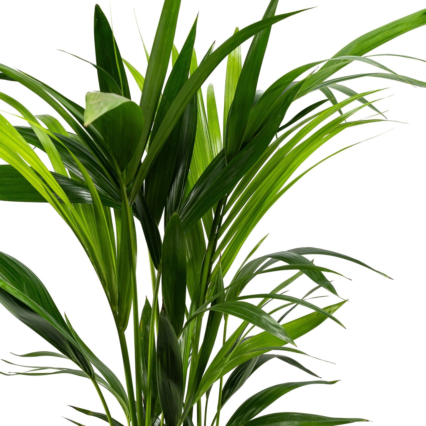 Kentia 19cm Forsteriana - Green Plant The Horti House