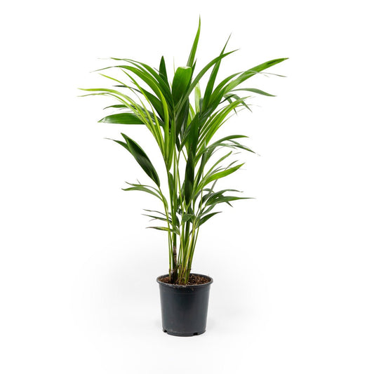 Kentia 19cm Forsteriana - Green Plant The Horti House