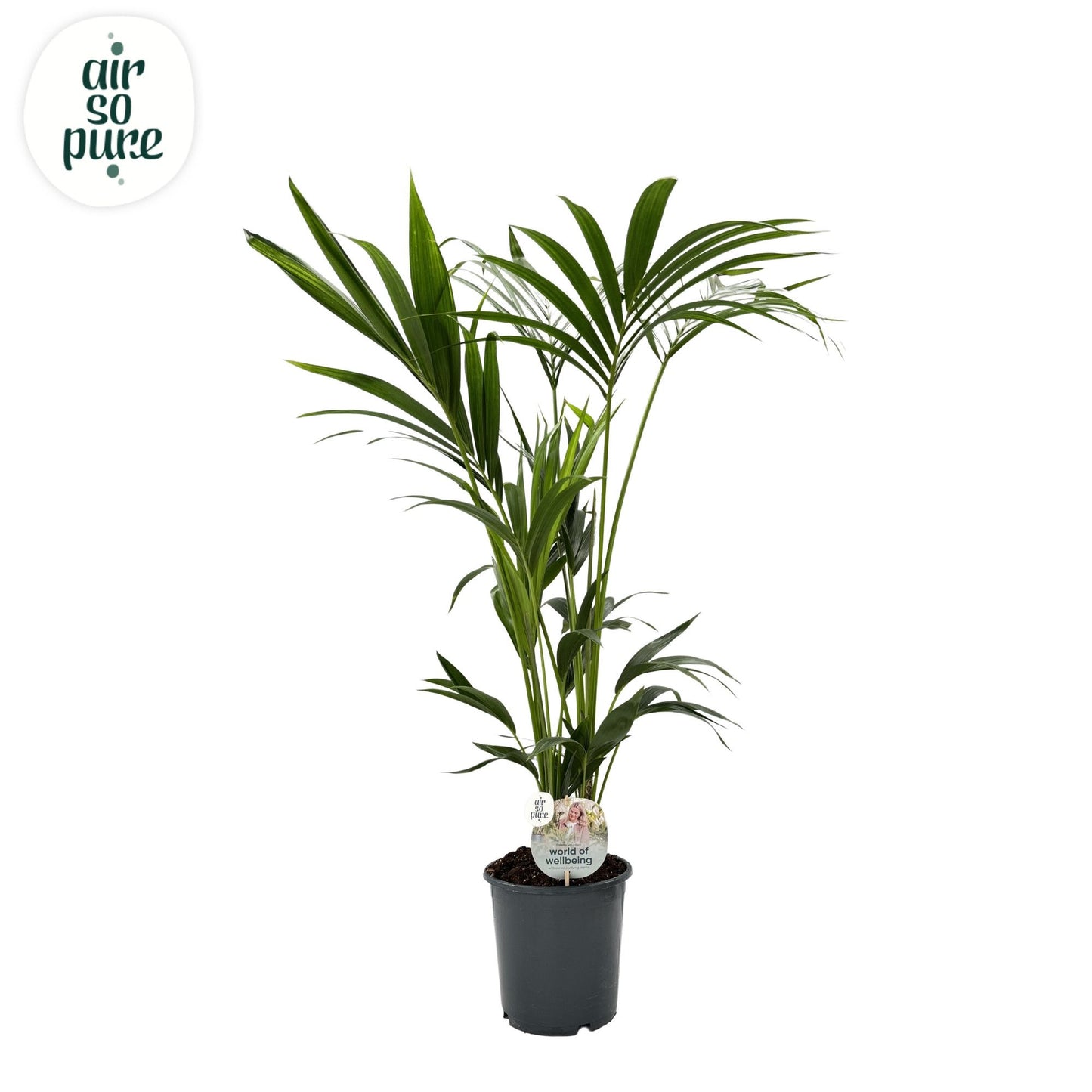 Kentia 21cm Forsteriana - Green Plant The Horti House