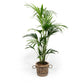 Kentia 21cm Howea in Basket - Green Plant The Horti House