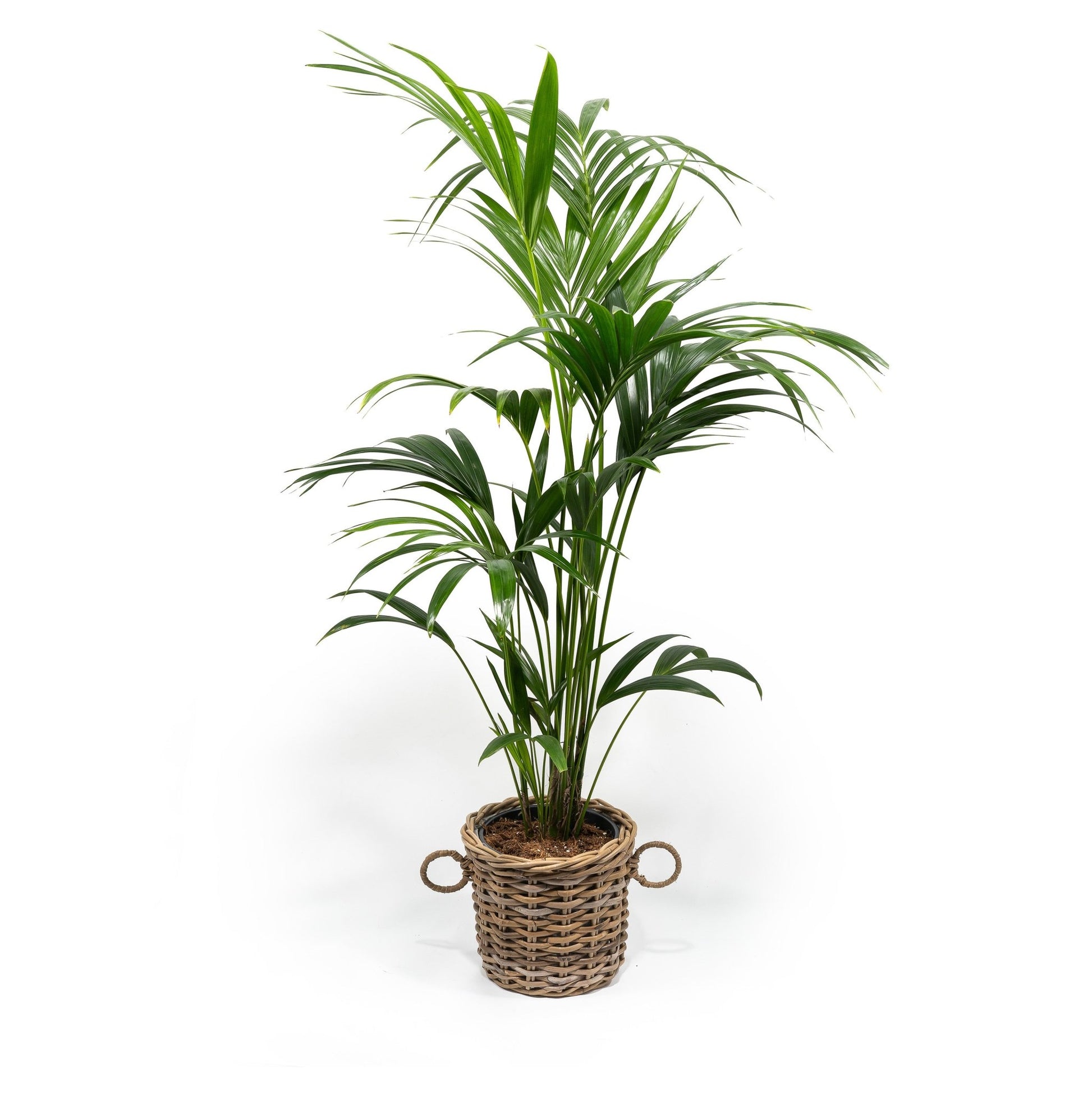 Kentia 21cm Howea in Basket - Green Plant The Horti House