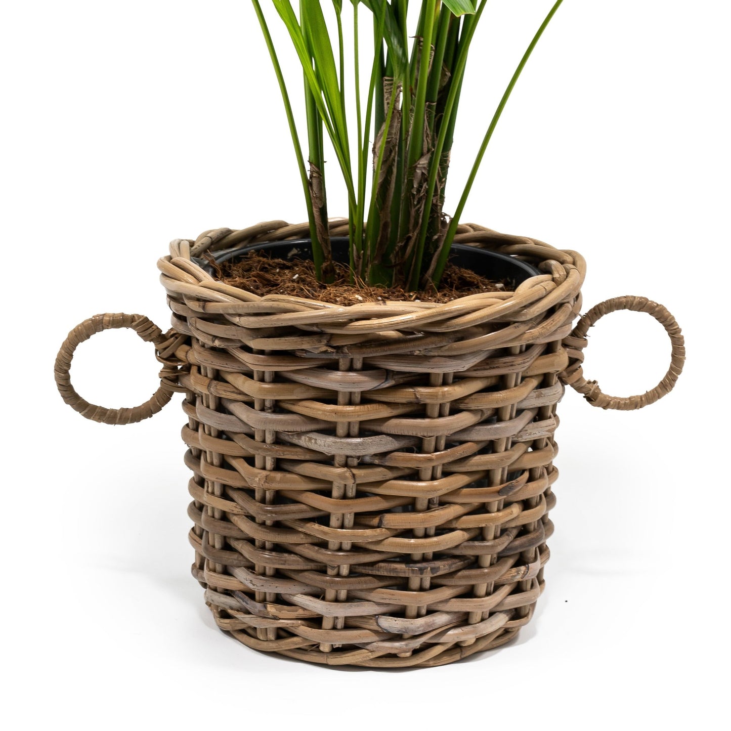 Kentia 21cm Howea in Basket - Green Plant The Horti House