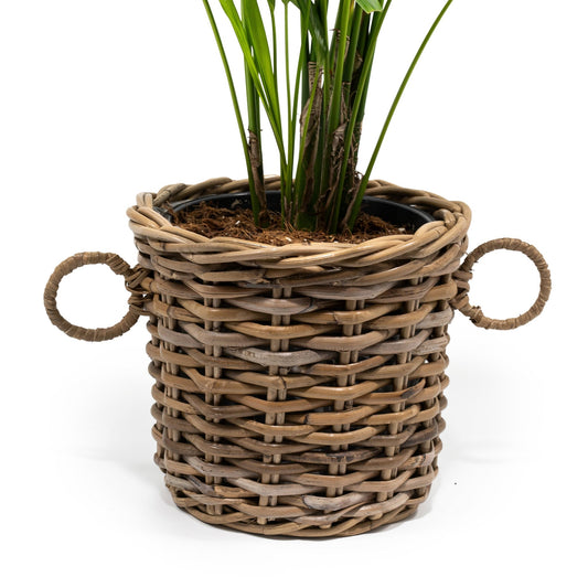 Kentia 21cm Howea in Basket - Green Plant The Horti House