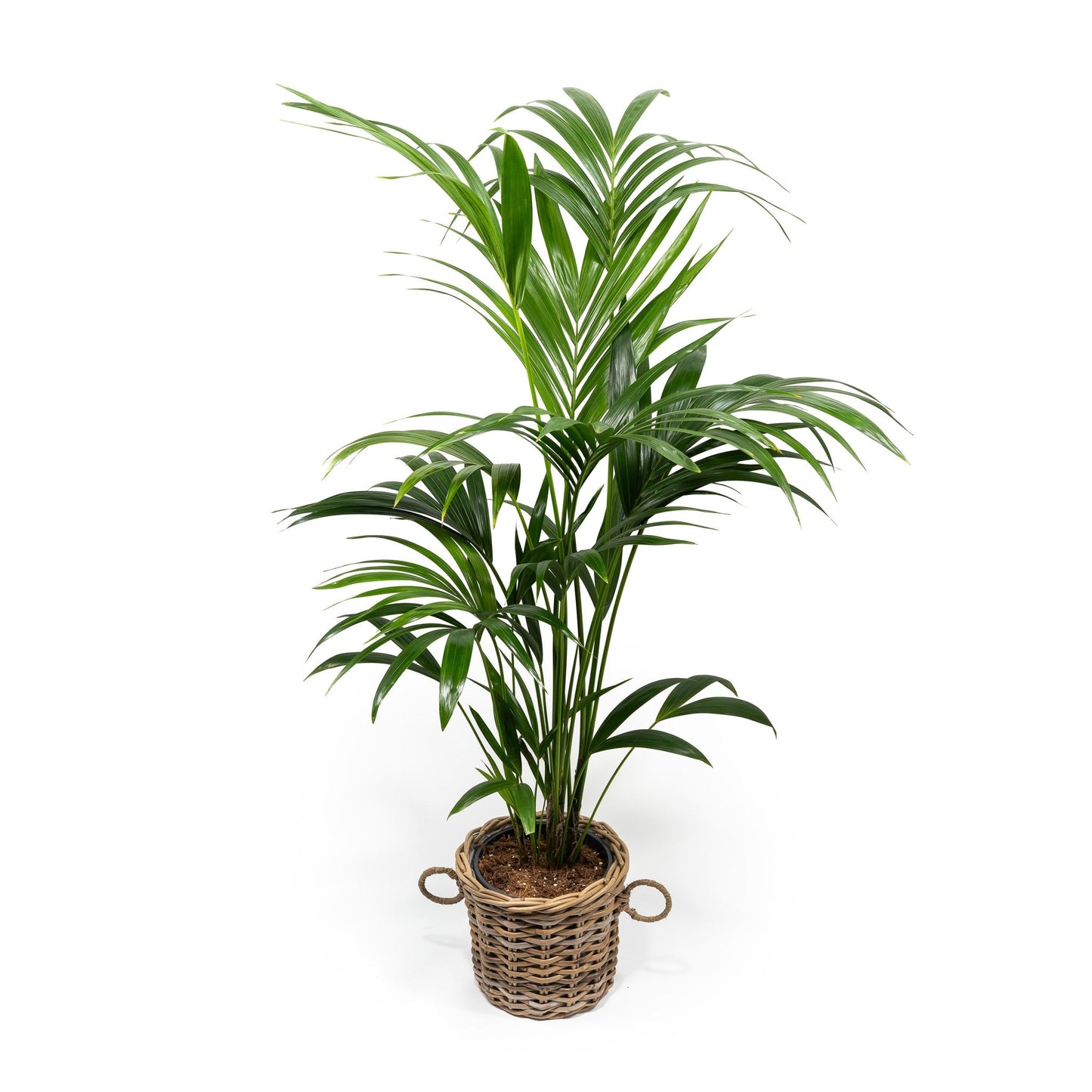 Kentia 21cm Howea in Basket - Green Plant The Horti House