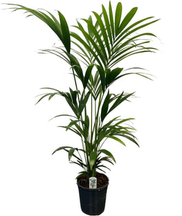 Kentia 24cm Forsteriana - Green Plant The Horti House