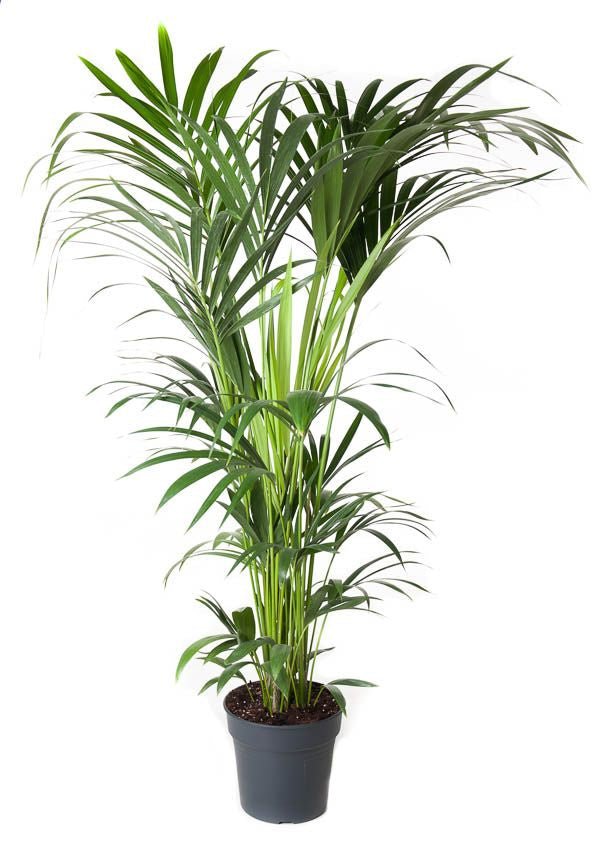 Kentia 27cm Forsteriana - Green Plant The Horti House