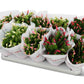Schlumbergera Flame Mix