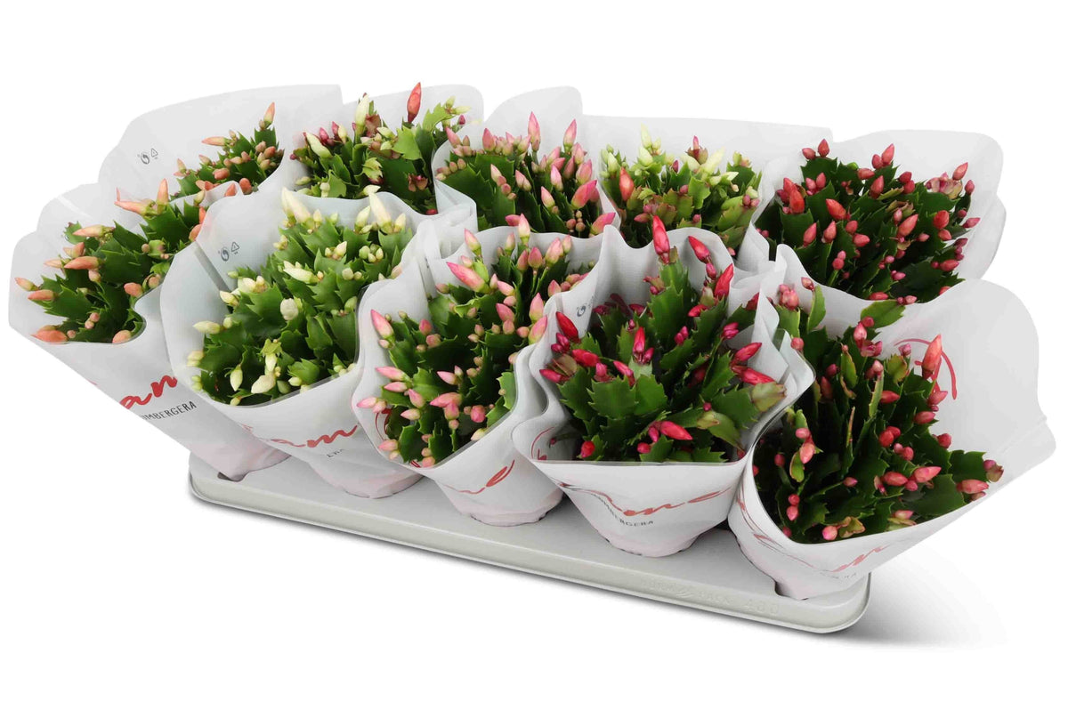 Schlumbergera Flame Mix