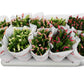 Schlumbergera Flame Mix