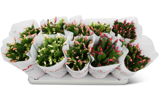 Schlumbergera Flame Mix - Flowering The Horti House