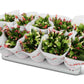 Schlumbergera Flame Duo Flame