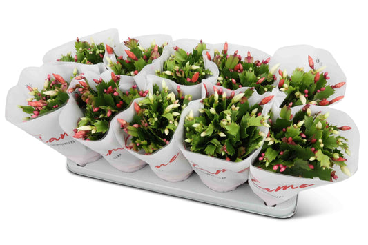 Schlumbergera Flame Duo Flame - Flowering The Horti House