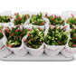Schlumbergera Flame Duo Flame