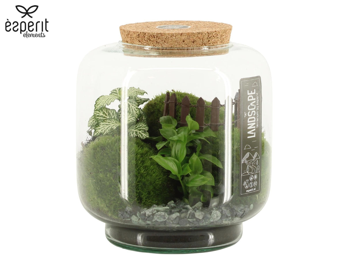 Landscape Terrarium Arrangement 90772 - Mix The Horti House