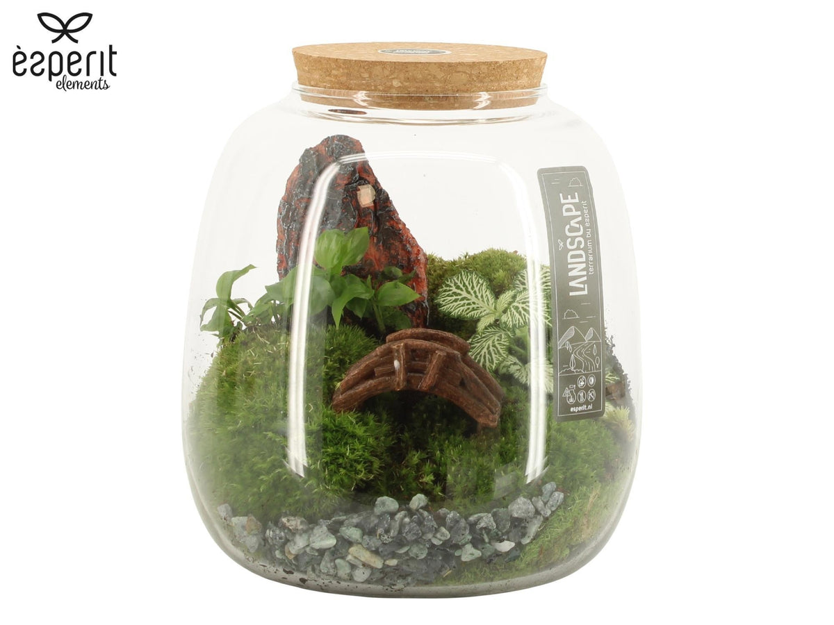 Landscape Terrarium Arrangement 90774 - Mix The Horti House