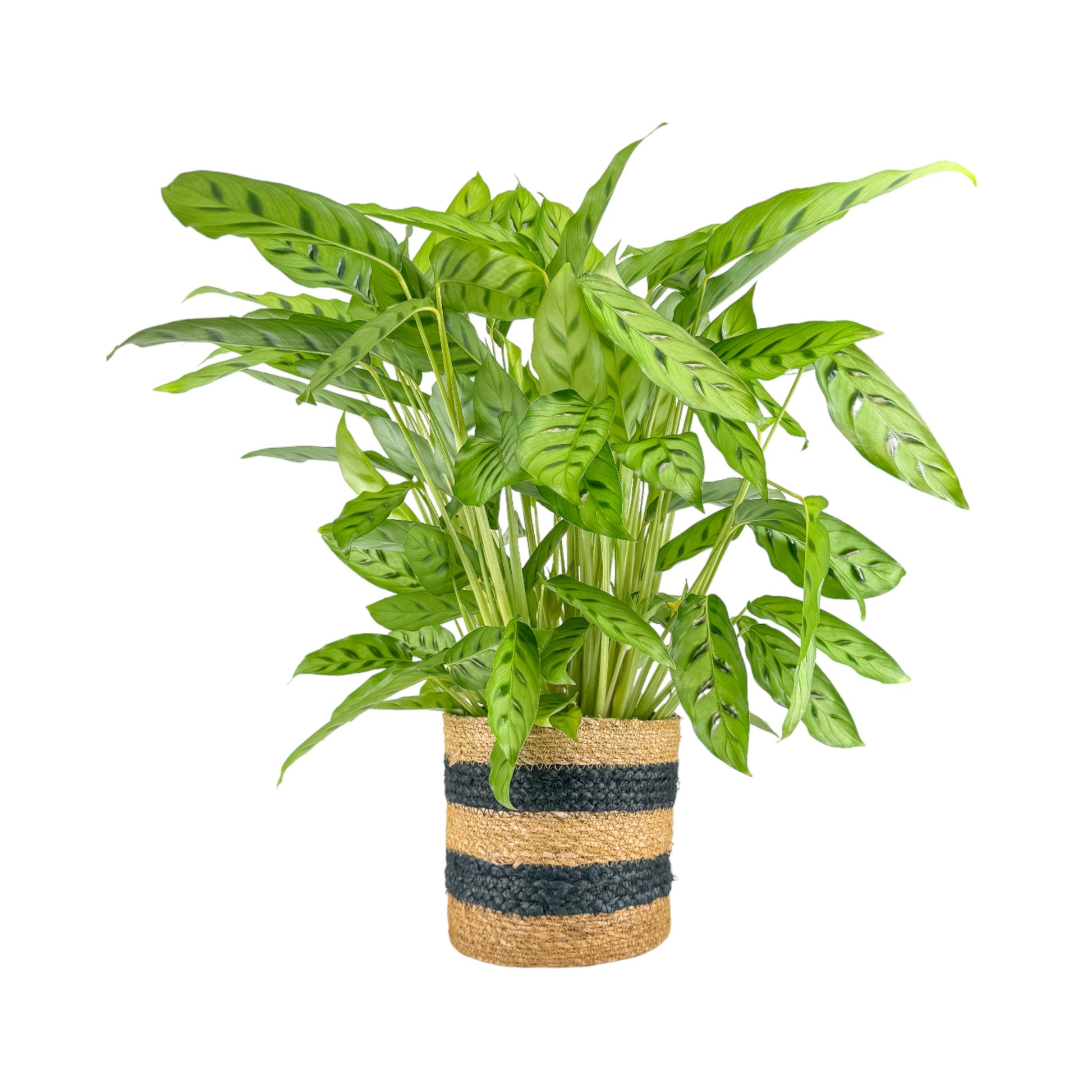 Green Plants 17cm Mix in Basket - Green Plant The Horti House