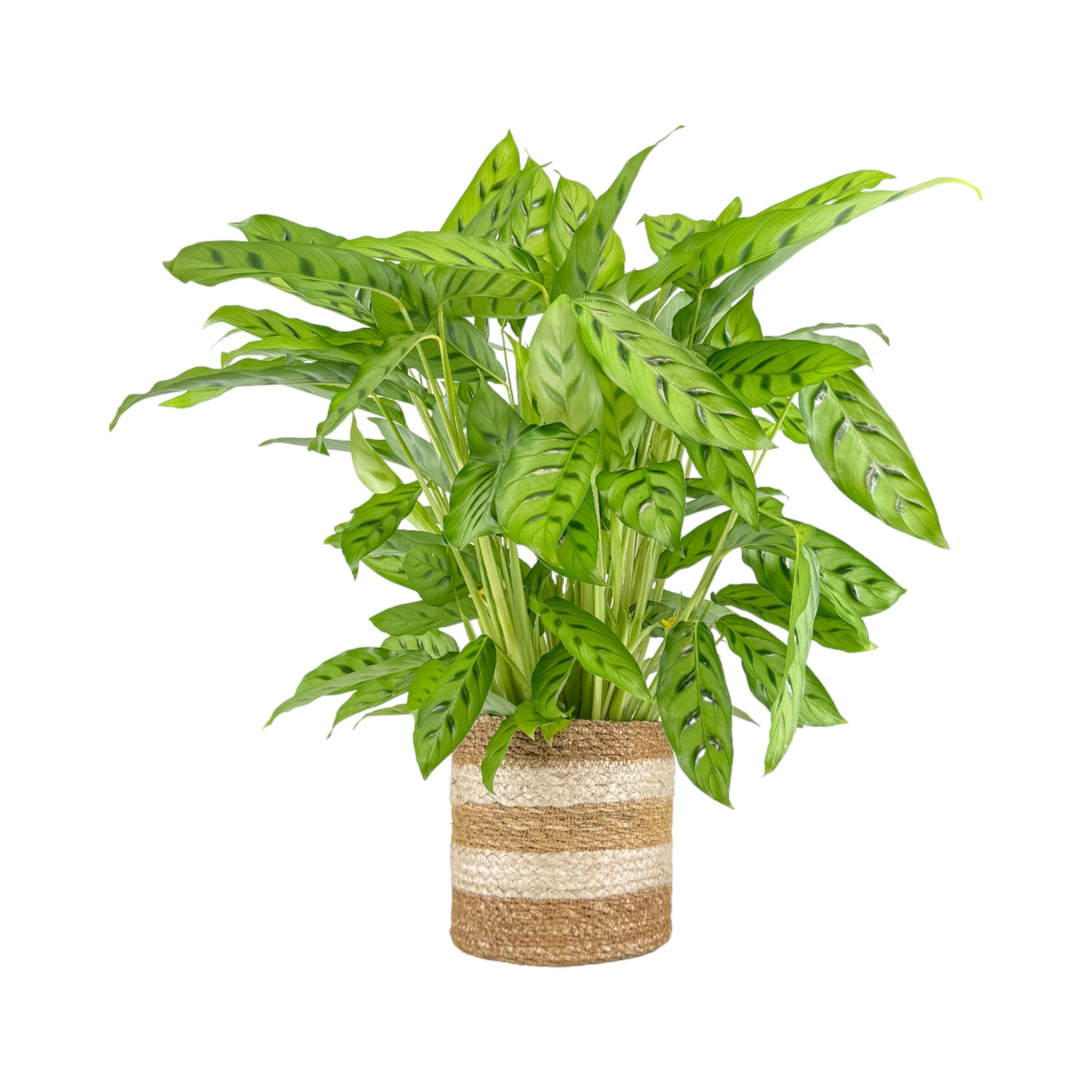 Calathea 17cm Mix in Basket - Green Plant The Horti House