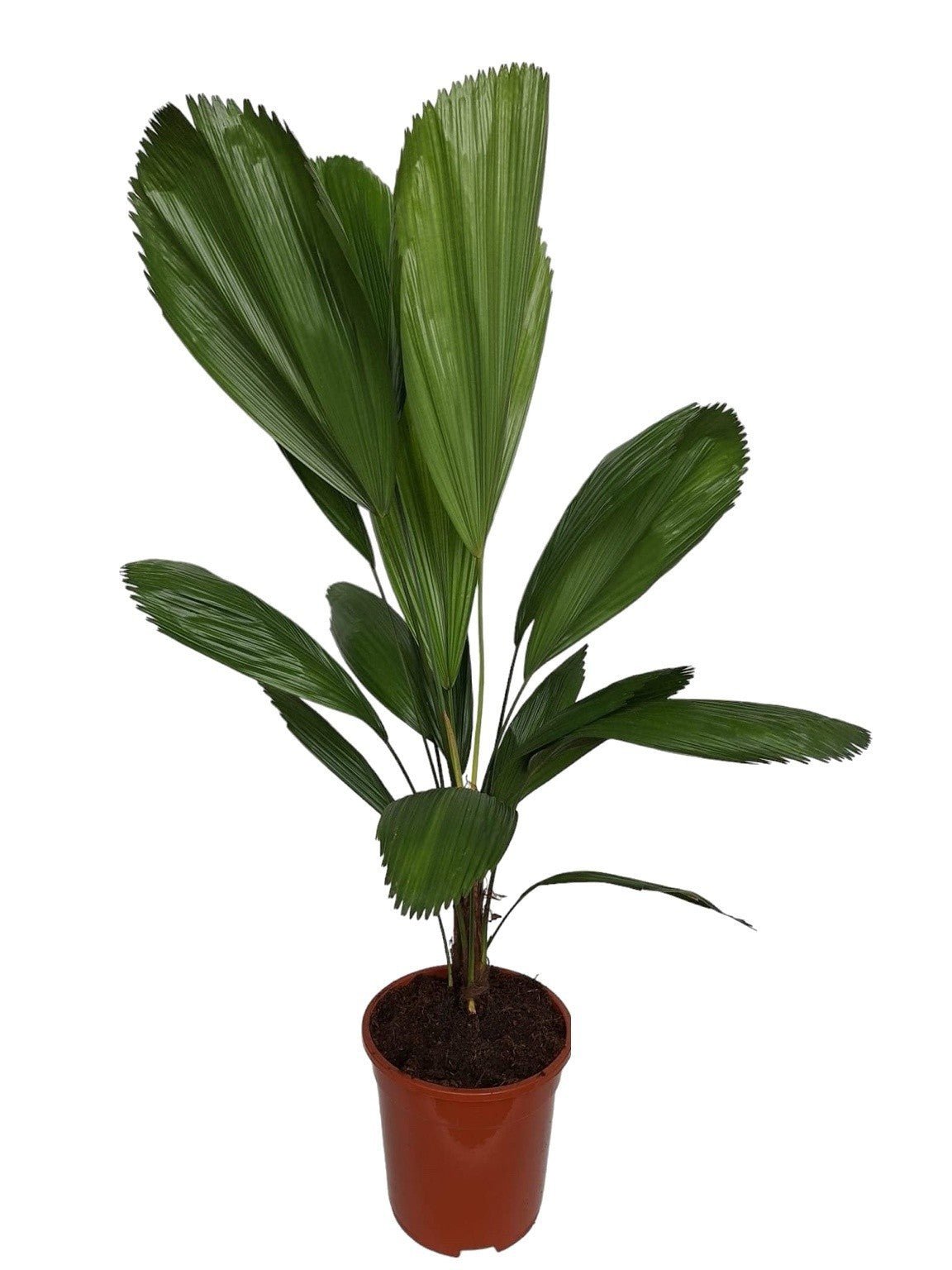 Licuala 21cm Grandis - Foliage The Horti House