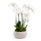Limited Edition Phalaenopsis 12cm Trio - Orchid The Horti House