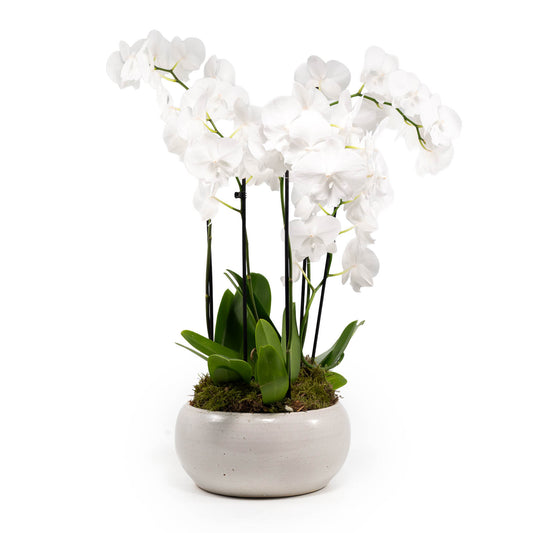 Limited Edition Phalaenopsis 12cm Trio - Orchid The Horti House
