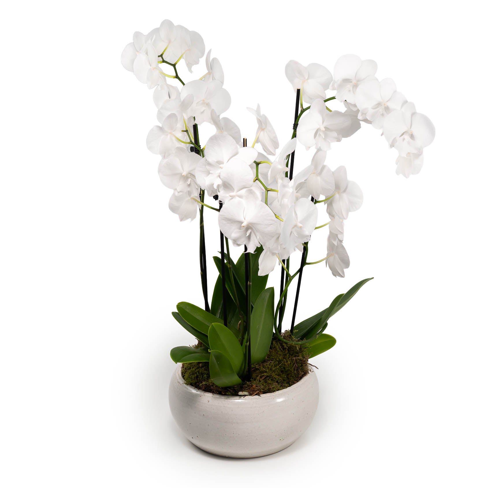 Limited Edition Phalaenopsis 12cm Trio - Orchid The Horti House