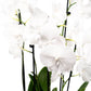 Limited Edition Phalaenopsis 12cm Trio - Orchid The Horti House