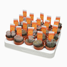 Lithops 5.5cm Leslei - Succulent The Horti House