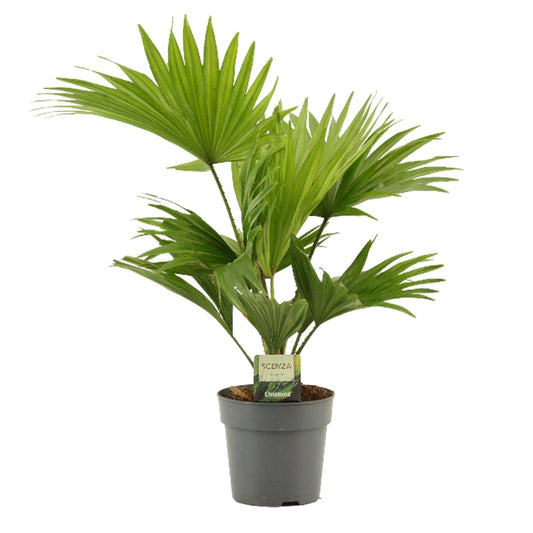 Livistona 12cm - Foliage The Horti House