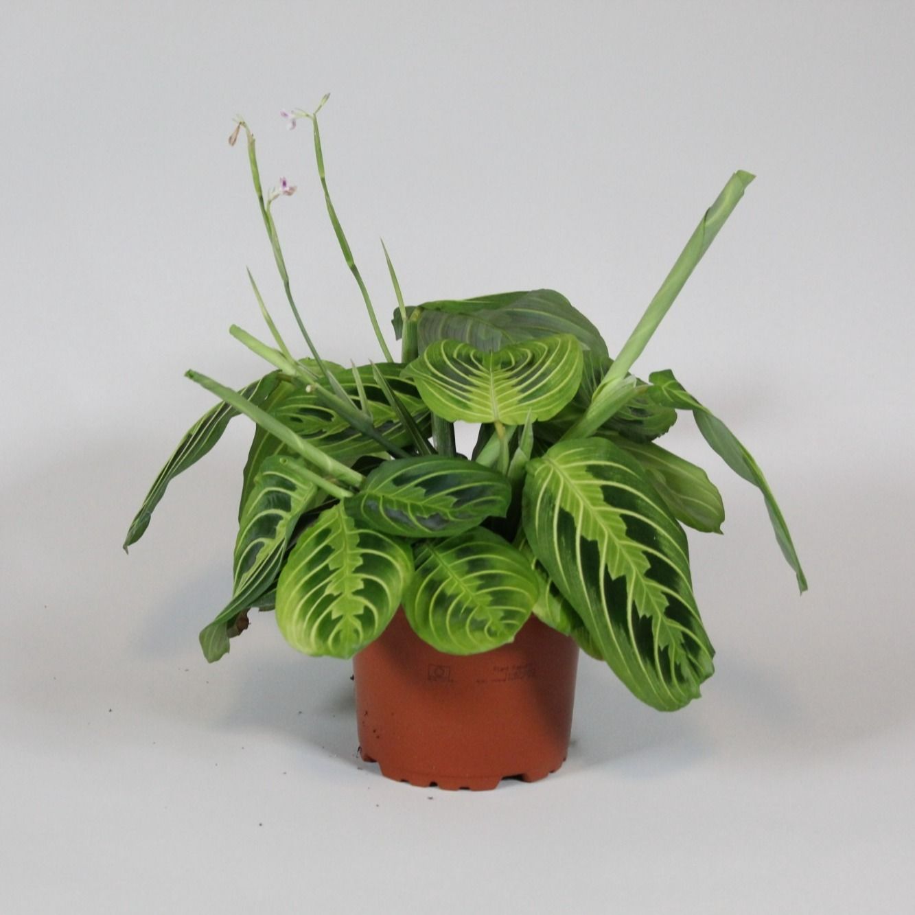 Maranta 12cm Leuconeura Fascinator Lemon - Green Plant The Horti House