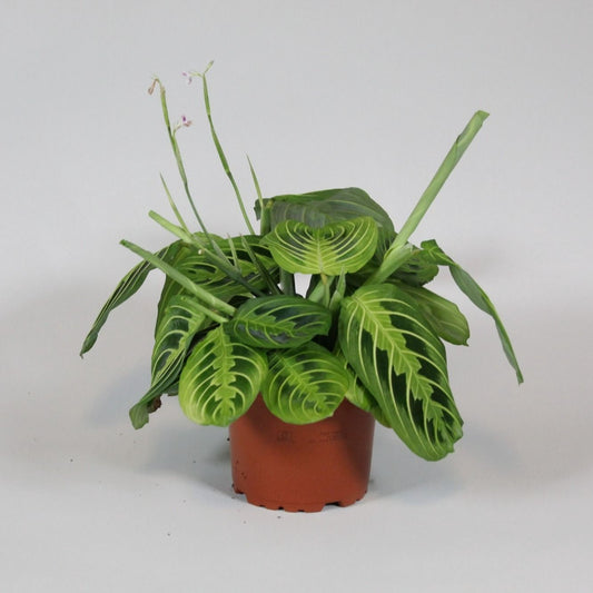Maranta 12cm Leuconeura Fascinator Lemon - Green Plant The Horti House