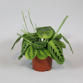 Maranta 12cm Leuconeura Fascinator Lemon - Green Plant The Horti House