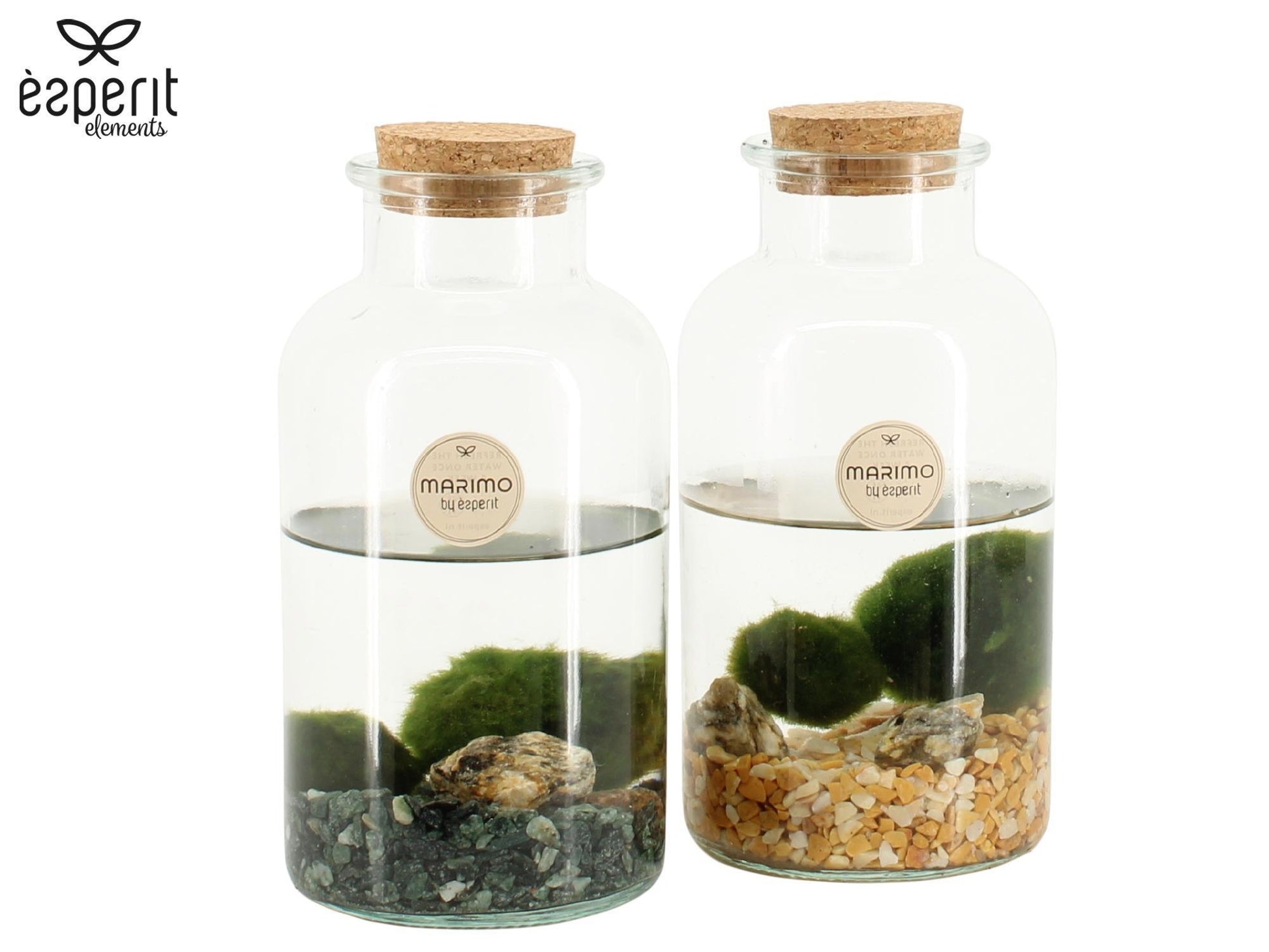 Marimo 10cm arrangement 90527 - Green Plant The Horti House