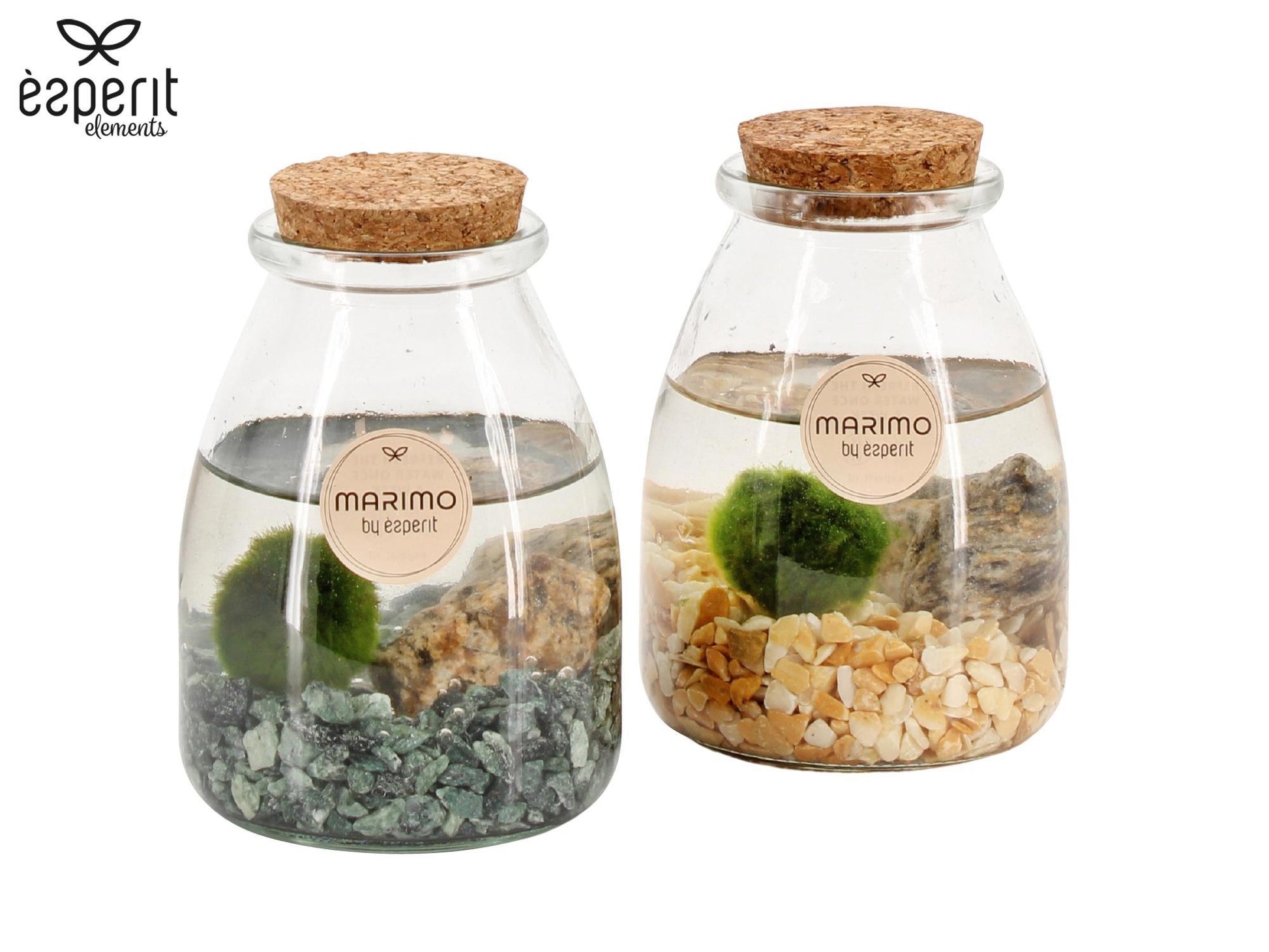 Marimo 9cm arrangement 90532 - Green Plant The Horti House