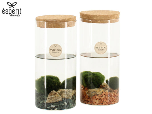 Marimo 9cm arrangement 90723 - Green Plant The Horti House