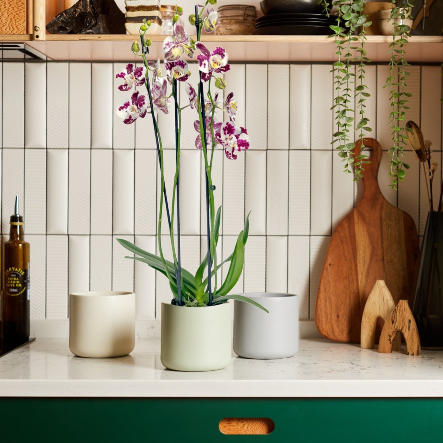Phalaenopsis 12cm AGM Triple Stem Marrakesh in Cambridge Ceramic