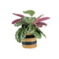 Calathea 17cm Mix in Basket - Green Plant The Horti House
