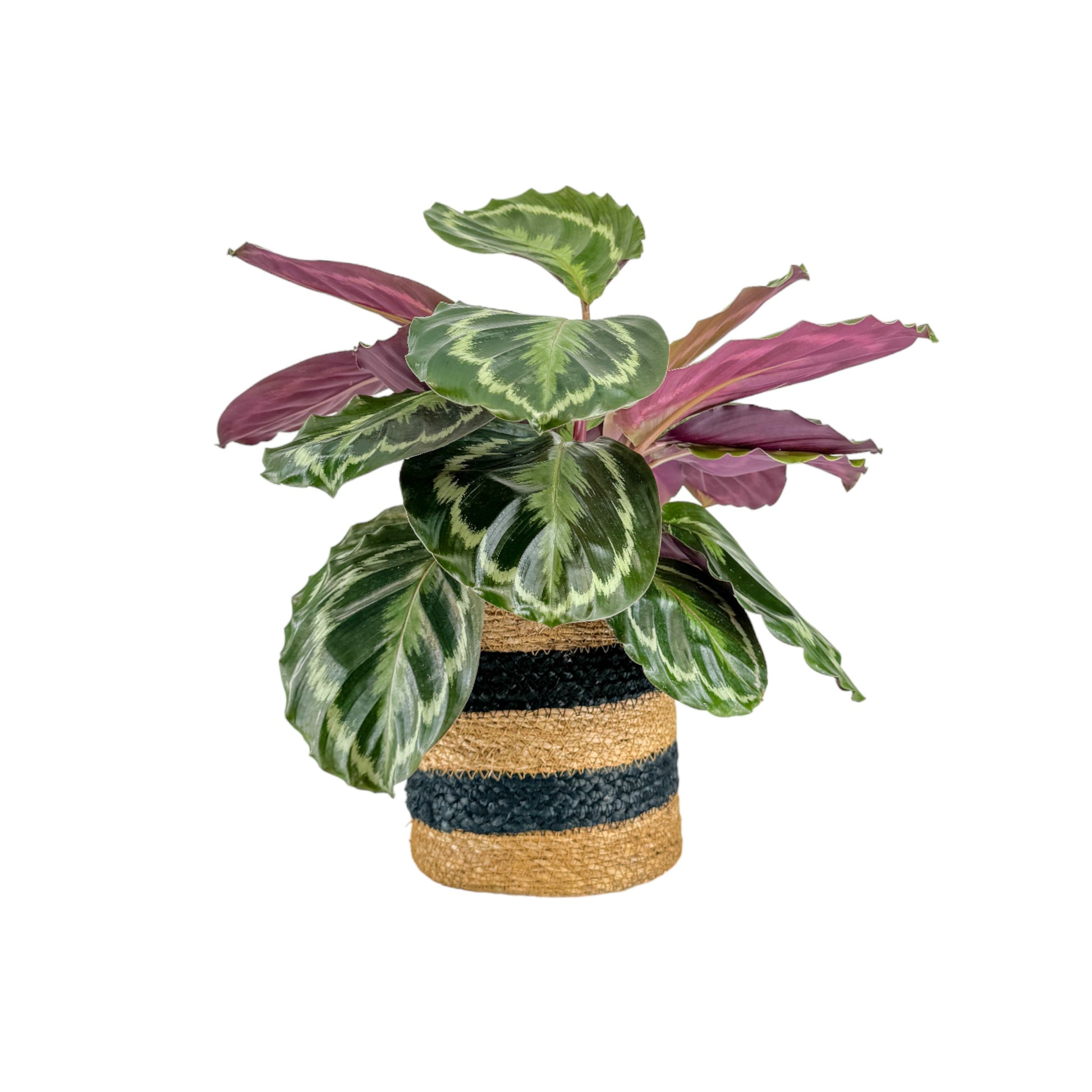 Calathea 17cm Mix in Basket - Green Plant The Horti House